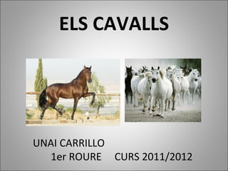ELS CAVALLS UNAI CARRILLO  1er ROURE  CURS 2011/2012 