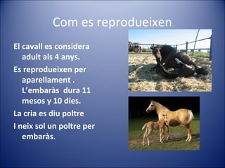 Com es reprodueixen
El cavall es considera
   adult als 4 anys.
Es reprodueixen per
   aparellament .
   L’embaràs dura 11
   mesos y 10 dies.
La cria es diu poltre
I neix sol un poltre per
   embaràs.
 