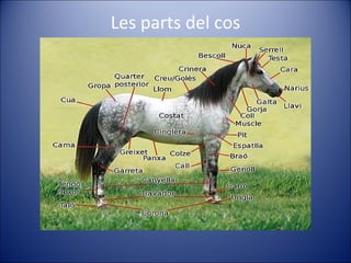 Les parts del cos
 