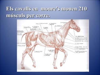 Els cavalls en moure's mouen 210
músculs per corre.
 