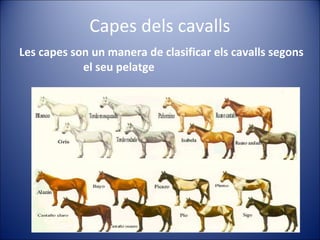 Capes dels cavalls
Les capes son un manera de clasificar els cavalls segons
            el seu pelatge
 