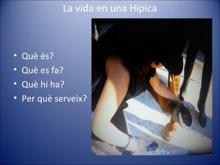 La vida en una Hipica



•   Què és?
•   Què es fa?
•   Què hi ha?
•   Per què serveix?
 