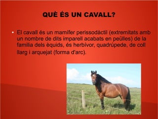 QUÈ ÉS UN CAVALL?
● El cavall és un mamífer perissodàctil (extremitats amb
un nombre de dits imparell acabats en peülles) de la
familia dels èquids, és herbívor, quadrúpede, de coll
llarg i arquejat (forma d'arc).
 