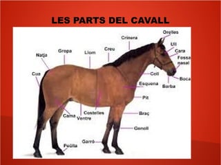 LES PARTS DEL CAVALL
 
