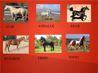ALBÍ ANDALUÇ ÀRAB
BEREBER FRISÓ PINTO
 