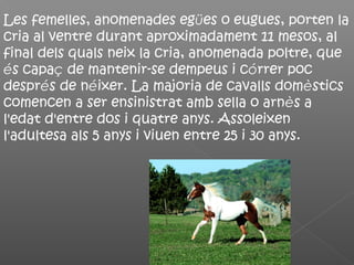Les femelles, anomenades egües o eugues, porten la
cria al ventre durant aproximadament 11 mesos, al
final dels quals neix la cria, anomenada poltre, que
és capaç de mantenir-se dempeus i córrer poc
després de néixer. La majoria de cavalls domèstics
comencen a ser ensinistrat amb sella o arnès a
l'edat d'entre dos i quatre anys. Assoleixen
l'adultesa als 5 anys i viuen entre 25 i 30 anys.
 