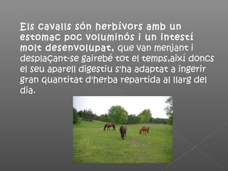 Els cavalls són herbívors amb un
estomac poc voluminós i un intestí
molt desenvolupat, que van menjant i
desplaçant-se gairebé tot el temps,així doncs
el seu aparell digestiu s'ha adaptat a ingerir
gran quantitat d'herba repartida al llarg del
dia.
 