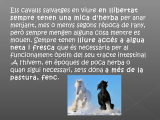 Els cavalls salvatges en viure en llibertat
sempre tenen una mica d'herba per anar
menjant, mes o menys segons l'època de l'any,
però sempre mengen alguna cosa mentre es
mouen. Sempre tenen lliure accés a aigua
neta i fresca que és necessària per al
funcionament òptim del seu tracte intestinal
.A l'hivern, en èpoques de poca herba o
quan sigui necessari, se'ls dóna a més de la
pastura, fenc.
 