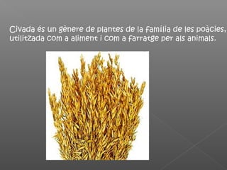 Civada és un gènere de plantes de la família de les poàcies,
utilitzada com a aliment i com a farratge per als animals.
 
