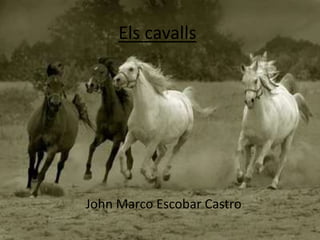Els cavalls




John Marco Escobar Castro
 