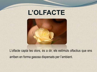 L’OLFACTE
L’olfacte capta les olors, és a dir, els estímuls olfactius que ens
arriben en forma gasosa dispersats per l’ambient.
 