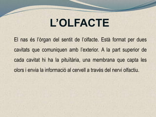 L’OLFACTE
El nas és l’òrgan del sentit de l’olfacte. Està format per dues
cavitats que comuniquen amb l’exterior. A la part superior de
cada cavitat hi ha la pituïtària, una membrana que capta les
olors i envia la informació al cervell a través del nervi olfactiu.
 