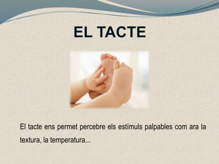 EL TACTE
El tacte ens permet percebre els estímuls palpables com ara la
textura, la temperatura...
 