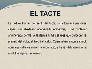 EL TACTE
La pell és l’òrgan del sentit del tacte. Està formada per dues
capes: una d’exterior anomenada epidermis, i una d’interior
anomenada derma. A la derma hi ha cèl·lules que perceben la
pressió del dolor, el fred i el calor. Quan reben algun estímul,
aquestes cèl·lules envien la informació, a través dels nervis,a la
medul·la espinal i al cervell.
 
