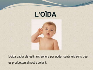 L’OÏDA
L’oïda capta els estímuls sonors per poder sentir els sons que
es produeixen al nostre voltant.
 