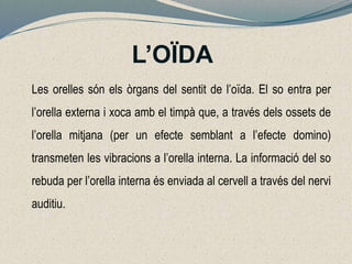 L’OÏDA
Les orelles són els òrgans del sentit de l’oïda. El so entra per
l’orella externa i xoca amb el timpà que, a través dels ossets de
l’orella mitjana (per un efecte semblant a l’efecte domino)
transmeten les vibracions a l’orella interna. La informació del so
rebuda per l’orella interna és enviada al cervell a través del nervi
auditiu.
 