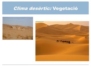 Clima desèrtic: Vegetació
 