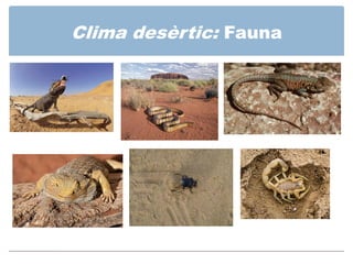 Clima desèrtic: Fauna
 