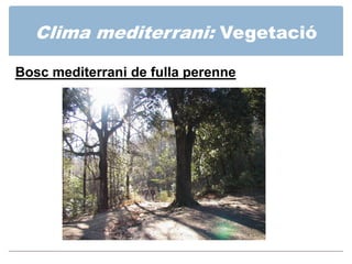 Clima mediterrani: Vegetació

Conreus mediterranis: olivera, vinya i blat.
 