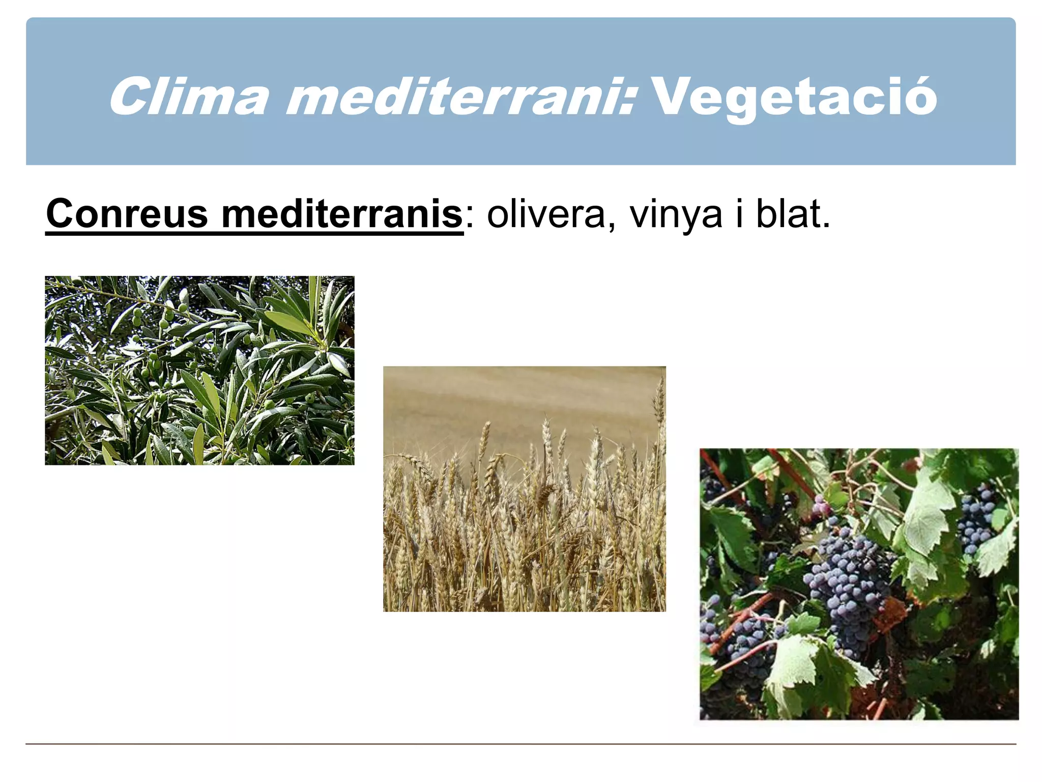 Els climes i paisatges temperats | PDF