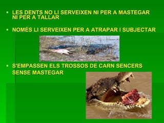 LES DENTS NO LI SERVEIXEN NI PER A MASTEGAR NI PER A TALLAR NOMÉS LI SERVEIXEN PER A ATRAPAR I SUBJECTAR S'EMPASSEN ELS TROSSOS DE CARN SENCERS  SENSE MASTEGAR   