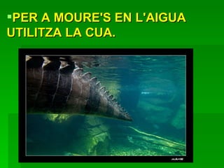 PER A MOURE'S EN L'AIGUA UTILITZA LA CUA.  