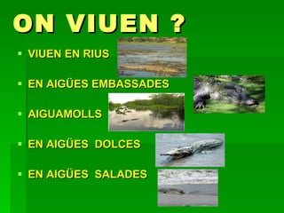 ON VIUEN ? VIUEN EN RIUS EN AIGÜES EMBASSADES AIGUAMOLLS EN AIGÜES  DOLCES EN AIGÜES  SALADES 