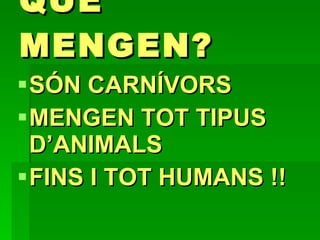 QUÈ MENGEN?   SÓN CARNÍVORS  MENGEN TOT TIPUS D’ANIMALS FINS I TOT HUMANS !! 