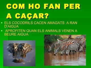 COM HO FAN PER A CAÇAR? ELS COCODRILS CACEN AMAGATS  A RAN D’AIGUA APROFITEN QUAN ELS ANIMALS VENEN A BEURE AIGUA 
