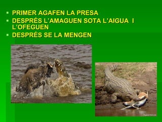 PRIMER AGAFEN LA PRESA  DESPRÉS L’AMAGUEN SOTA L’AIGUA  I L’OFEGUEN  DESPRÉS SE LA MENGEN  