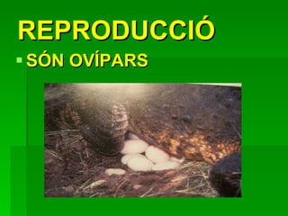 REPRODUCCIÓ SÓN OVÍPARS 