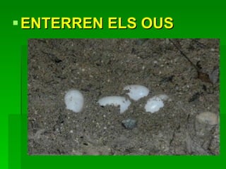 ENTERREN ELS OUS 