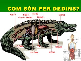 COM SÓN PER DEDINS? 