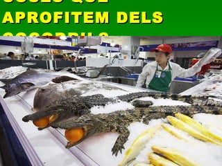 COSES QUE APROFITEM DELS COCODRILS 