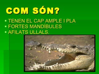 COM SÓN? TENEN EL CAP AMPLE I PLA  FORTES MANDÍBULES  AFILATS ULLALS. 