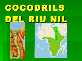 COCODRILS DEL RIU NIL 