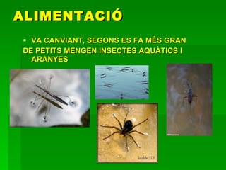 ALIMENTACIÓ VA CANVIANT, SEGONS ES FA MÉS GRAN DE PETITS MENGEN INSECTES AQUÀTICS I ARANYES 