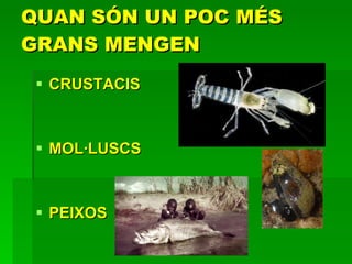 QUAN SÓN UN POC MÉS GRANS MENGEN  CRUSTACIS MOL·LUSCS  PEIXOS 