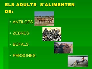 ELS ADULTS  S'ALIMENTEN DE:   ANTÍLOPS ZEBRES BÚFALS  PERSONES 