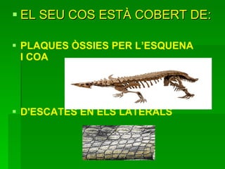 EL SEU COS ESTÀ COBERT DE: PLAQUES ÒSSIES PER L’ESQUENA I COA D'ESCATES EN ELS LATERALS 