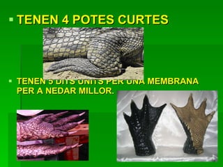 TENEN 4 POTES CURTES TENEN 5 DITS UNITS PER UNA MEMBRANA PER A NEDAR MILLOR. 