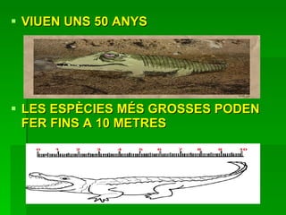 VIUEN UNS 50 ANYS LES ESPÈCIES MÉS GROSSES PODEN FER FINS A 10 METRES 