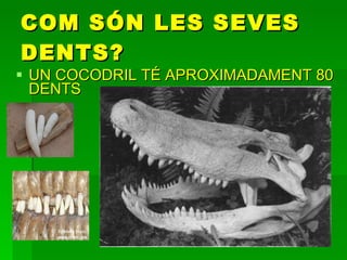 COM SÓN LES SEVES DENTS? UN COCODRIL TÉ APROXIMADAMENT 80 DENTS 