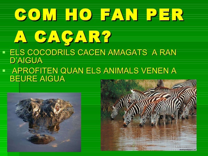 Resultado de imagen de cocodrils