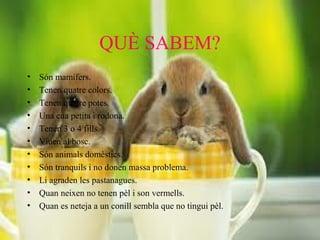 QUÈ SABEM?
•
•
•
•
•
•
•
•
•
•
•

Són mamífers.
Tenen quatre colors.
Tenen quatre potes.
Una cua petita i rodona.
Tenen 3 o 4 fills.
Viuen al bosc.
Són animals domèstics.
Són tranquils i no donen massa problema.
Li agraden les pastanagues.
Quan neixen no tenen pèl i son vermells.
Quan es neteja a un conill sembla que no tingui pèl.

 