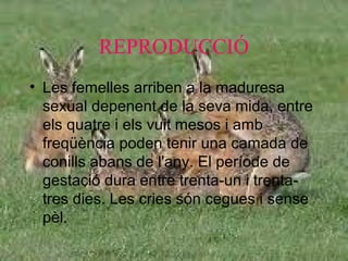 REPRODUCCIÓ
• Les femelles arriben a la maduresa
sexual depenent de la seva mida, entre
els quatre i els vuit mesos i amb
freqüència poden tenir una camada de
conills abans de l'any. El període de
gestació dura entre trenta-un i trentatres dies. Les cries són cegues i sense
pèl.

 