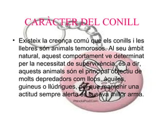 CARÀCTER DEL CONILL
• Existeix la creença comú que els conills i les
llebres són animals temorosos. Al seu àmbit
natural, aquest comportament ve determinat
per la necessitat de supervivència, és a dir,
aquests animals són el principal objectiu de
molts depredadors com llops, àguiles,
guineus o llúdrigues, pel que mantenir una
actitud sempre alerta és la seva millor arma.

 