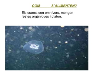 COM        S´ALIMENTEN?

Els crancs son omnívors, mengen
restes orgàniques i platon.
 