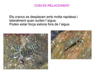 COM ES RELACIONEN?


Els crancs es desplacen amb molta rapidesa i
lateralment quan surten l´aigua.
Poden estar força estona fora de l´aigua.
 