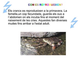 COM ES REPRODUEIXEN?

Els crancs es reprodueixen a la primavera. La
femella,un cop fecundada, guarda els ous a
l´abdomen on els incuba fins el moment del
naixement de les cries. Aquestes fan diverses
mudes fins arribar a l'estat adult.
 